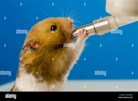 Wie Man Eine Hamster-Wasserflasche Zu Hause Macht